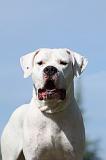 DOGUE ARGENTIN 022